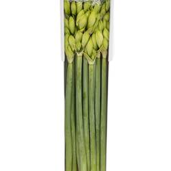 Amaryllis Krt.weiss Casablanca X18