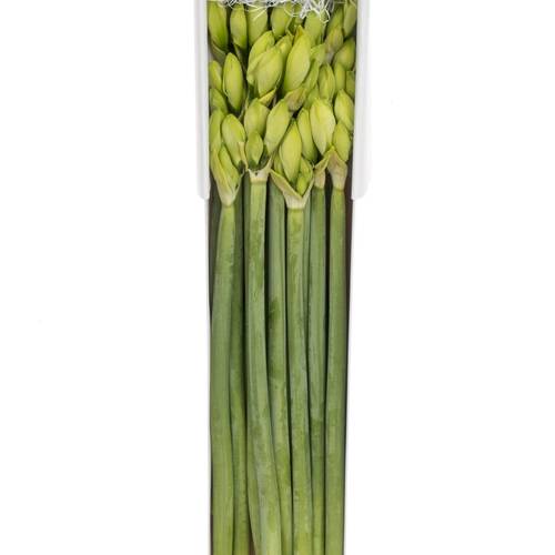 Amaryllis Krt.weiss Casablanca X18