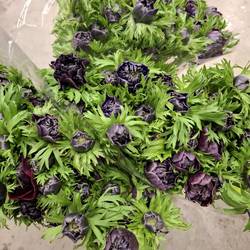 Anemone dunkel lila Levante Dark Lila