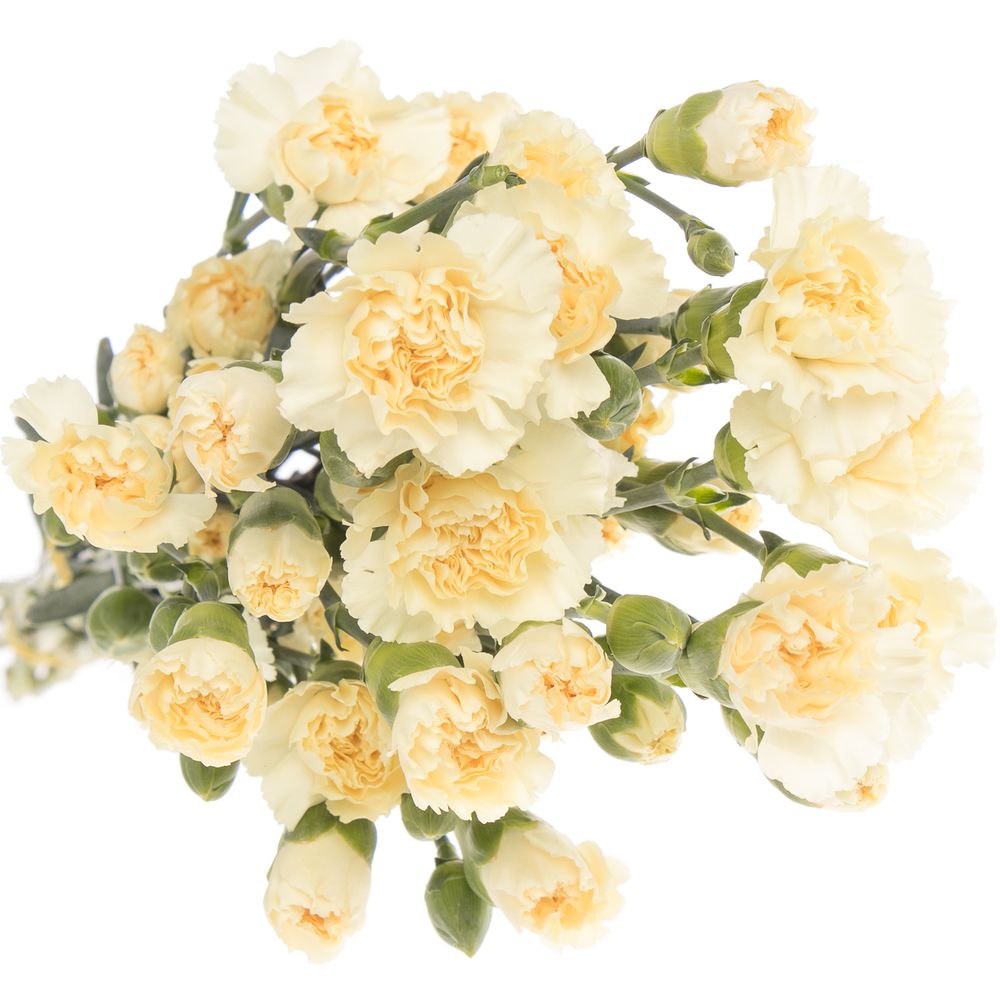 Spraynelke creme Tayrona 60cm