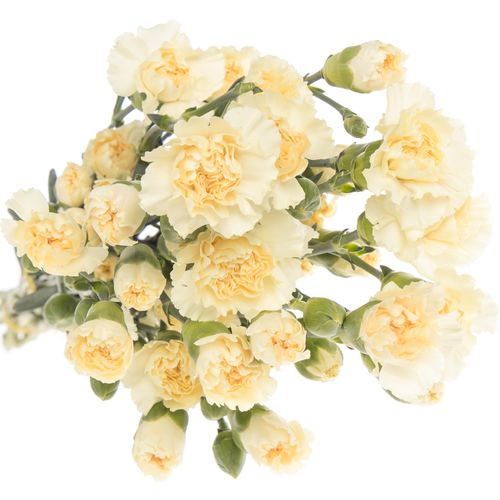 Spraynelke creme Tayrona 60cm