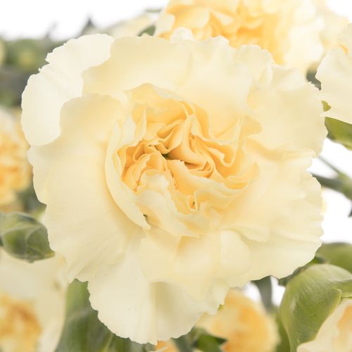 Spraynelke creme Tayrona 60cm