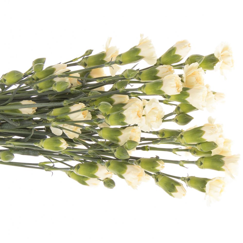 Spraynelke creme Tayrona 60cm