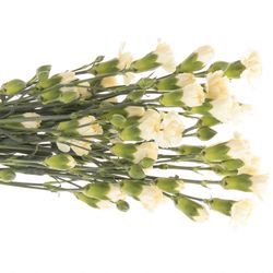 Spraynelke creme Tayrona 60cm