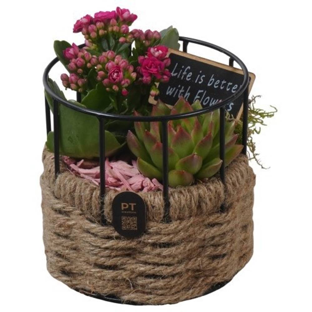 Kal.Arr PTIB5271 T12 H017