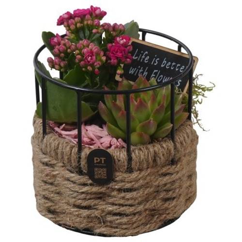 Kal.Arr PTIB5271 T12 H017