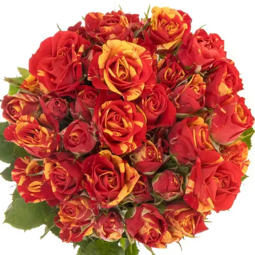 Rose verzweigt rot Fire Flash 4+Blüte 40cm