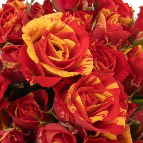 Rose verzweigt rot Fire Flash 4+Blüte 40cm