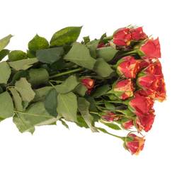 Rose verzweigt rot Fire Flash 4+Blüte 40cm