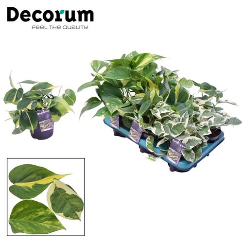 Scindapsus +Philodendron mix T12 H25