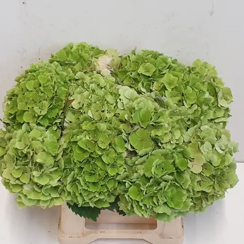 Hortensie grün Verena classic Bol 20cm 40cm