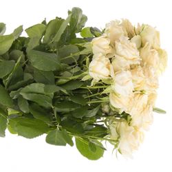 Rose verzweigt creme Summerrose 6+Blüte 60cm