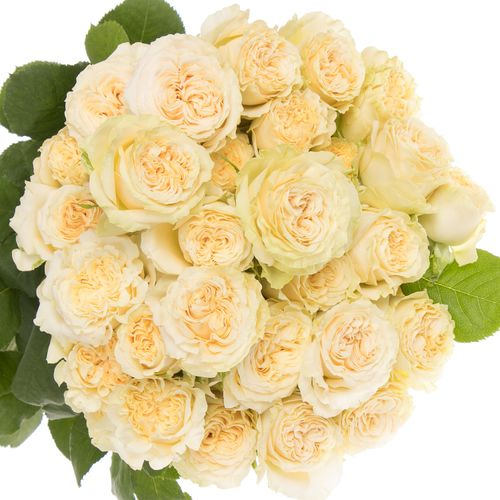 Rose verzweigt creme Summerrose 6+Blüte 60cm