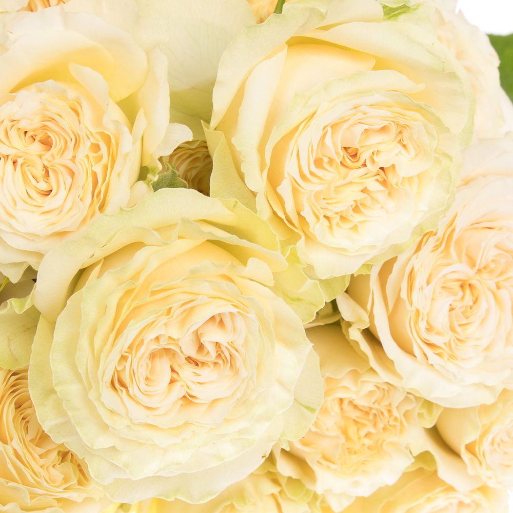 Rose verzweigt creme Summerrose 6+Blüte 60cm