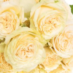 Rose verzweigt creme Summerrose 6+Blüte 60cm