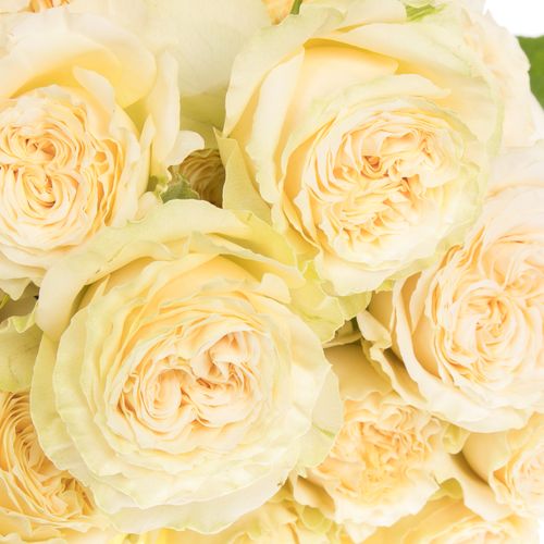 Rose verzweigt creme Summerrose 6+Blüte 60cm