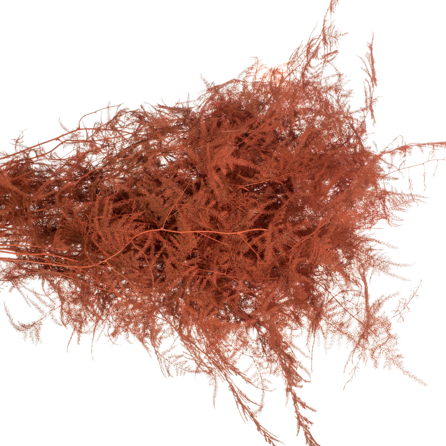 Plumosus orange gefärbt 85cm (x25)