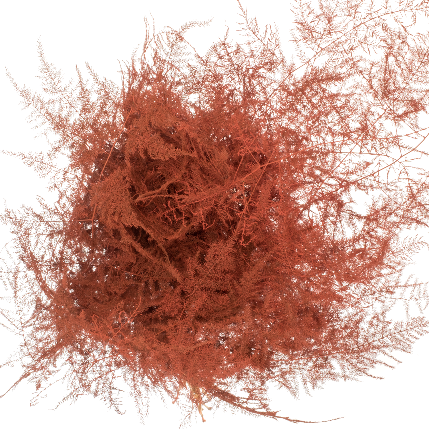 Plumosus orange gefärbt 85cm (x25)