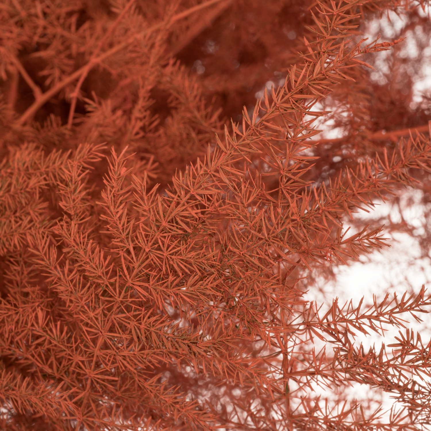 Plumosus orange gefärbt 85cm (x25)