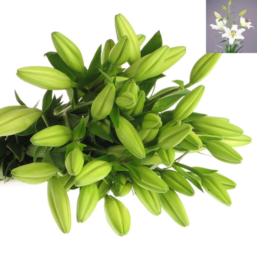 Lilie asiatisch weiss Ercolano 5+Blüte 80cm