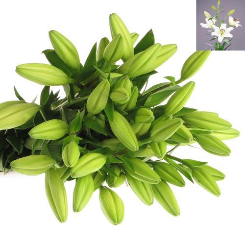 Lilie asiatisch weiss Ercolano 5+Blüte 80cm