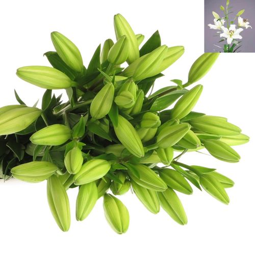 Lilie asiatisch weiss Ercolano 5+Blüte 80cm
