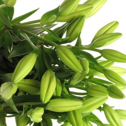 Lilie asiatisch weiss Ercolano 5+Blüte 80cm