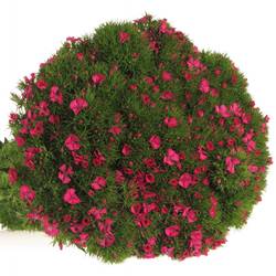 Bartnelke pink 45cm