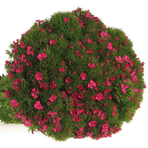 Bartnelke pink 45cm