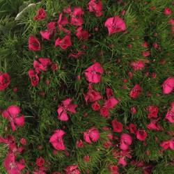 Bartnelke pink 45cm