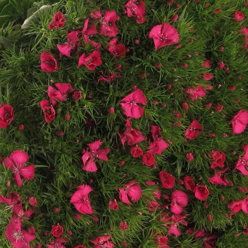 Bartnelke pink 45cm