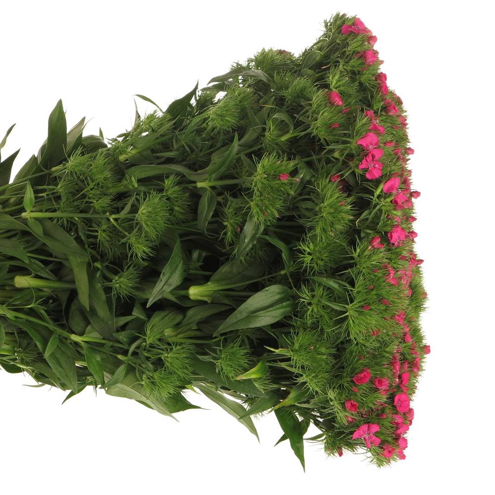 Bartnelke pink 45cm