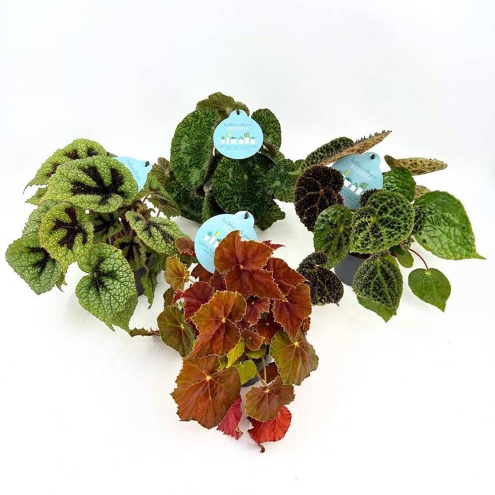 Begonia Rex Hybrid mix T12 H025