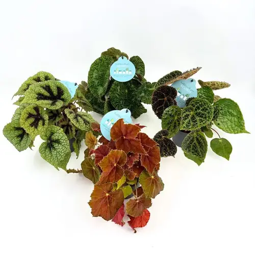 Begonia Rex Hybrid mix T12 H025