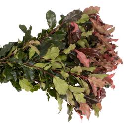 Photinia Volcano 40cm