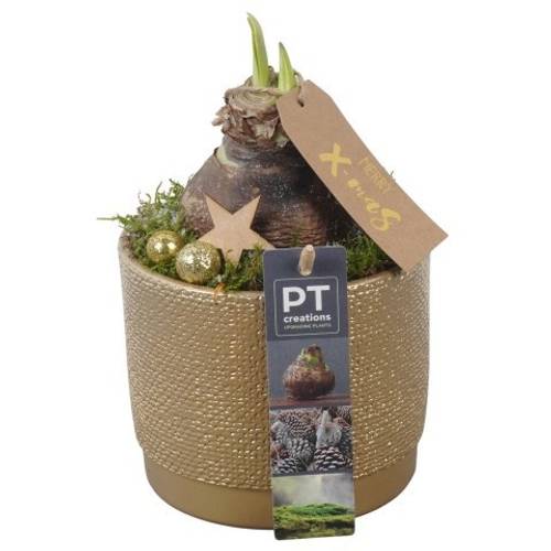 Amaryl.Arr PTACH5816 rote Bl. Weihnachten T12 H021