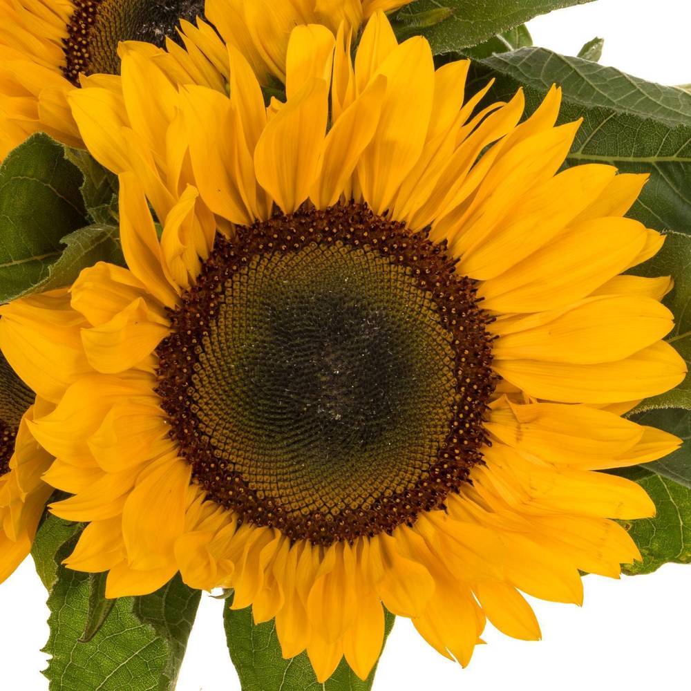 Sonnenblume gelb Sunrich Provence Weitere 60cm