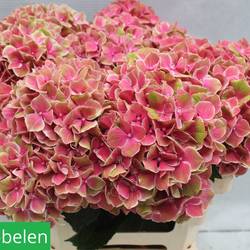 Hortensie rosa/grün sweet esperance Bol 22cm 55cm