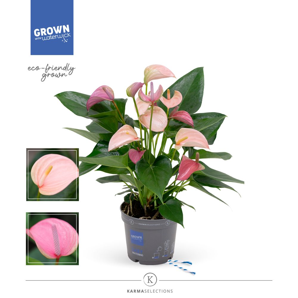Anth.rosa lila Duo Joli T12 H43
