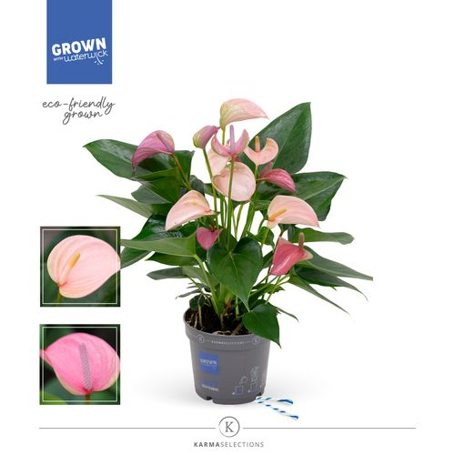 Anth.rosa lila Duo Joli T12 H43