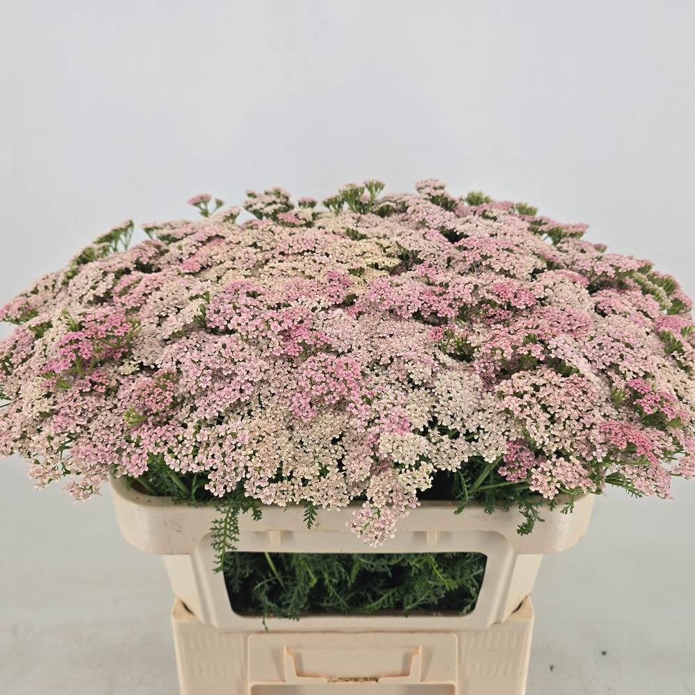 Achillea hell rosa Anita 70cm