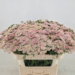 Achillea hell rosa Anita 70cm