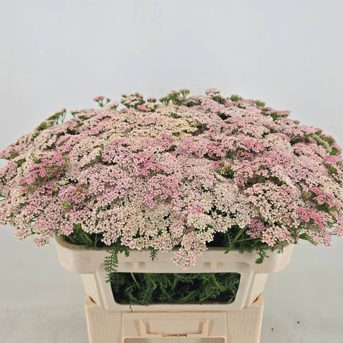 Achillea hell rosa Anita 70cm