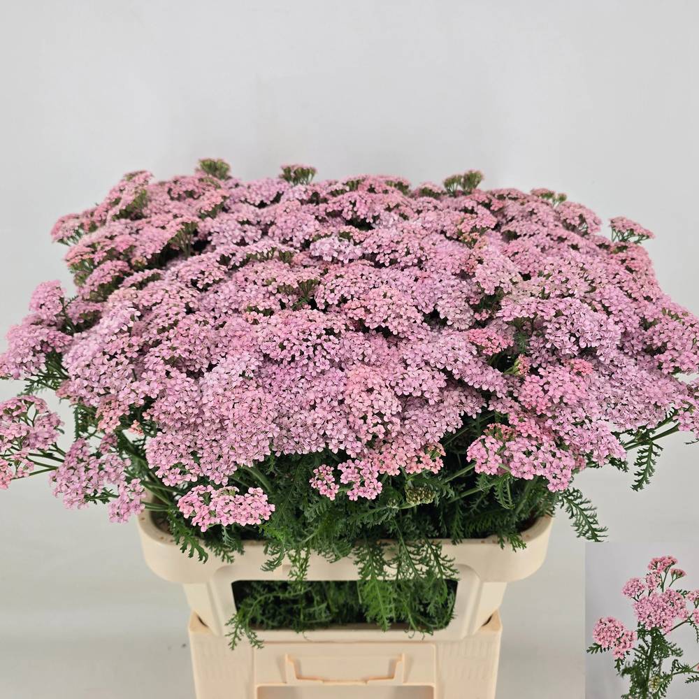 Achillea lila Anita 75cm
