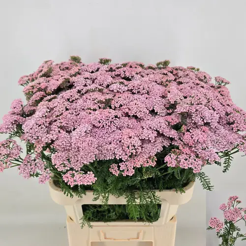 Achillea lila Anita 75cm