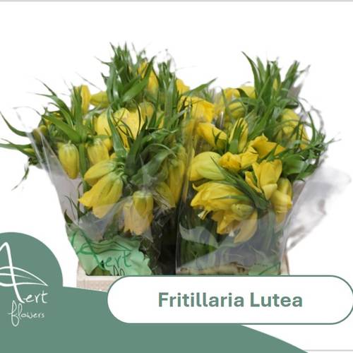 Fritilaria gelb lutea 45cm