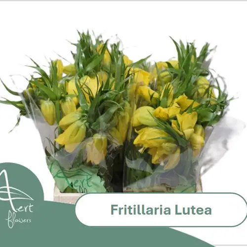 Fritilaria gelb lutea 45cm
