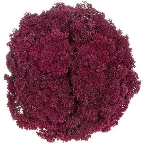 Sedum cerise gefärbt Bündel 40cm