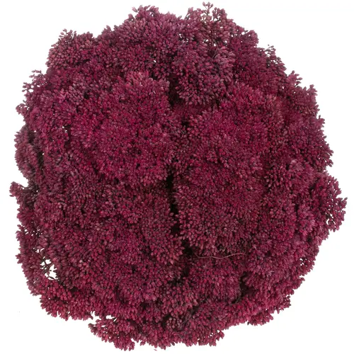 Sedum cerise gefärbt Bündel 40cm