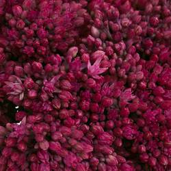 Sedum cerise gefärbt Bündel 40cm